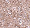 Interleukin 16 antibody, A01635-1, Boster Biological Technology, Immunohistochemistry frozen image 