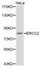 ERCC Excision Repair 2, TFIIH Core Complex Helicase Subunit antibody, abx001190, Abbexa, Western Blot image 