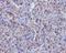 Hemoglobin Subunit Alpha 2 antibody, M00233, Boster Biological Technology, Flow Cytometry image 