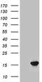 Galectin 1 antibody, LS-C799110, Lifespan Biosciences, Western Blot image 