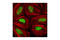 Checkpoint Kinase 2 antibody, 3440T, Cell Signaling Technology, Immunocytochemistry image 