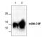 Colony Stimulating Factor 2 antibody, GTX59748, GeneTex, Western Blot image 