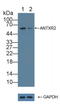 ANTXR Cell Adhesion Molecule 2 antibody, LS-B15853, Lifespan Biosciences, Western Blot image 