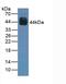 Paired Box 6 antibody, abx130644, Abbexa, Western Blot image 