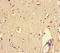 PTPRS antibody, LS-C679250, Lifespan Biosciences, Immunohistochemistry paraffin image 