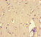 Protein Tyrosine Phosphatase Receptor Type S antibody, LS-C679250, Lifespan Biosciences, Immunohistochemistry paraffin image 