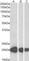 Cysteine And Glycine Rich Protein 3 antibody, NBP1-06983, Novus Biologicals, Western Blot image 
