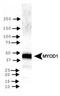 Myogenic Differentiation 1 antibody, PA5-23078, Invitrogen Antibodies, Western Blot image 