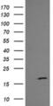 Growth Arrest And DNA Damage Inducible Gamma antibody, MA5-26135, Invitrogen Antibodies, Western Blot image 