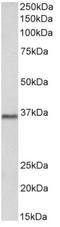 PCNA antibody, AP32026PU-N, Origene, Western Blot image 