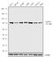 CUB Domain Containing Protein 1 antibody, 720234, Invitrogen Antibodies, Western Blot image 