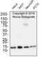 H3 Histone Family Member 3B antibody, NBP1-30141, Novus Biologicals, Western Blot image 