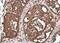 Cytochrome C Oxidase Subunit 4I1 antibody, NBP2-43540, Novus Biologicals, Immunohistochemistry paraffin image 