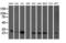 Phosphoglycerate Mutase 2 antibody, LS-C173254, Lifespan Biosciences, Western Blot image 