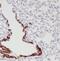Tectonic Family Member 3 antibody, FNab08569, FineTest, Immunohistochemistry paraffin image 