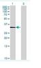 Serine Protease 21 antibody, ab68534, Abcam, Western Blot image 