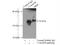 Chromosome 14 Open Reading Frame 28 antibody, 26130-1-AP, Proteintech Group, Immunoprecipitation image 