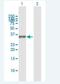 AlkB Homolog 3, Alpha-Ketoglutaratedependent Dioxygenase antibody, H00221120-D01, Novus Biologicals, Western Blot image 