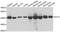 Glutamic-Oxaloacetic Transaminase 2 antibody, abx007168, Abbexa, Western Blot image 