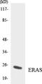 ES Cell Expressed Ras antibody, LS-C291936, Lifespan Biosciences, Western Blot image 