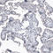 QSOX1 antibody, AMAb91307, Atlas Antibodies, Immunohistochemistry frozen image 
