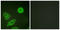 Erb-B2 Receptor Tyrosine Kinase 3 antibody, LS-C199054, Lifespan Biosciences, Immunofluorescence image 
