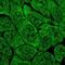 Multiple C2 And Transmembrane Domain Containing 2 antibody, NBP2-33607, Novus Biologicals, Immunofluorescence image 