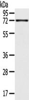 TNFAIP3 Interacting Protein 1 antibody, TA351831, Origene, Western Blot image 