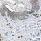 Endoplasmic Reticulum-Golgi Intermediate Compartment 1 antibody, HPA018900, Atlas Antibodies, Immunohistochemistry frozen image 