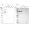 GATA Zinc Finger Domain Containing 2A antibody, PA5-55065, Invitrogen Antibodies, Western Blot image 