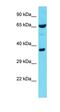 Arginyl Aminopeptidase antibody, orb326196, Biorbyt, Western Blot image 