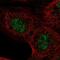 ASXL Transcriptional Regulator 2 antibody, PA5-66126, Invitrogen Antibodies, Immunofluorescence image 