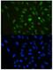 Chromobox 3 antibody, A01142, Boster Biological Technology, Immunofluorescence image 