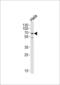 Nucleosome Assembly Protein 1 Like 2 antibody, LS-C158356, Lifespan Biosciences, Western Blot image 