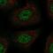 TSC22 Domain Family Member 1 antibody, HPA077414, Atlas Antibodies, Immunofluorescence image 