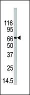 Peptidyl Arginine Deiminase 4 antibody, PA5-12236, Invitrogen Antibodies, Western Blot image 