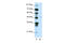 Mesenchyme Homeobox 2 antibody, 28-924, ProSci, Western Blot image 