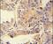 Ubiquitin A-52 Residue Ribosomal Protein Fusion Product 1 antibody, PA5-23685, Invitrogen Antibodies, Immunohistochemistry paraffin image 