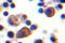 Interleukin 9 Receptor antibody, LS-C176536, Lifespan Biosciences, Immunohistochemistry paraffin image 