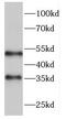 Ficolin 3 antibody, FNab03061, FineTest, Western Blot image 