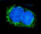 Alkaline Phosphatase, Biomineralization Associated antibody, A01008-1, Boster Biological Technology, Immunofluorescence image 