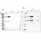 Non-SMC Condensin I Complex Subunit H antibody, NBP1-88345, Novus Biologicals, Western Blot image 