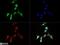 Cell adhesion molecule 1 antibody, NB300-186, Novus Biologicals, Immunofluorescence image 