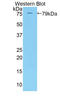 Killer Cell Immunoglobulin Like Receptor, Three Ig Domains And Long Cytoplasmic Tail 3 antibody, LS-C302602, Lifespan Biosciences, Western Blot image 
