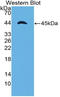 Apolipoprotein A4 antibody, LS-C314864, Lifespan Biosciences, Western Blot image 