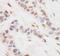 CREB-regulated transcription coactivator 3 antibody, A302-703A, Bethyl Labs, Immunohistochemistry paraffin image 