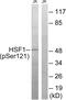 Heat Shock Transcription Factor 1 antibody, PA5-39718, Invitrogen Antibodies, Western Blot image 