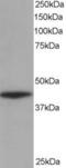 Alpha-centractin antibody, LS-C54540, Lifespan Biosciences, Western Blot image 