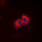 Aldehyde Dehydrogenase 1 Family Member A2 antibody, LS-B14319, Lifespan Biosciences, Immunofluorescence image 
