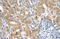 Transmembrane Protein 200B antibody, orb325148, Biorbyt, Immunohistochemistry paraffin image 